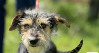 Nie kupuj – adoptuj. Lemon szuka domu