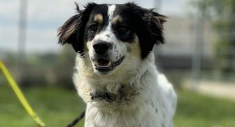 Nie kupuj – adoptuj. Kosmo czeka na dom