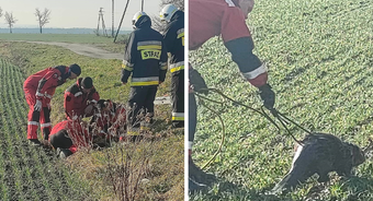 Strażacy na ratunek bobrowi