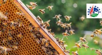 Pomoc dla pszczelarzy