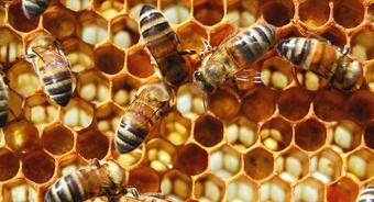 Pomoc dla pszczelarzy – termin na złożenie wniosków o płatność wydłużony do 25 sierpnia