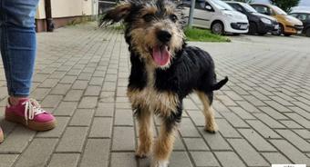 Nie kupuj – adoptuj. Jarzębinka szuka domu