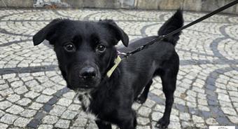 Nie kupuj – adoptuj. Dżemik szuka domu