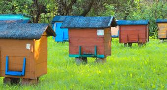 Złóż wniosek i uzyskaj wsparcie do przezimowanych pszczół