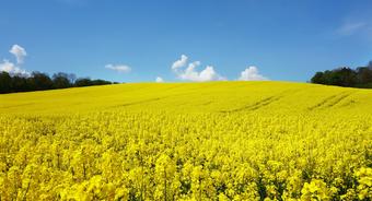 Program „Teraz Wieś” dedykowany przetargom KOWR