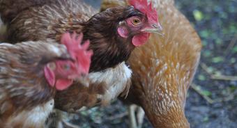 Rozporządzenie w sprawie ptasiej grypy wciąż obowiązuje