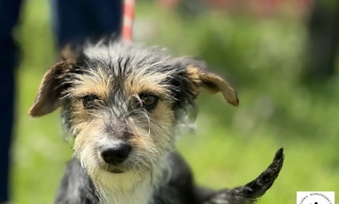Nie kupuj – adoptuj. Lemon szuka domu