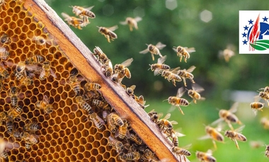 Pomoc dla pszczelarzy