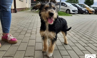 Nie kupuj – adoptuj. Jarzębinka szuka domu
