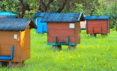 Złóż wniosek i uzyskaj wsparcie do przezimowanych pszczół