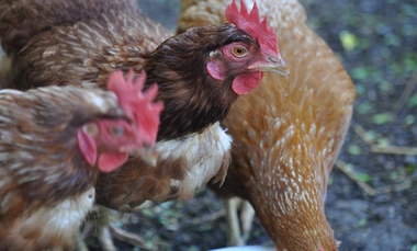 Rozporządzenie w sprawie ptasiej grypy wciąż obowiązuje